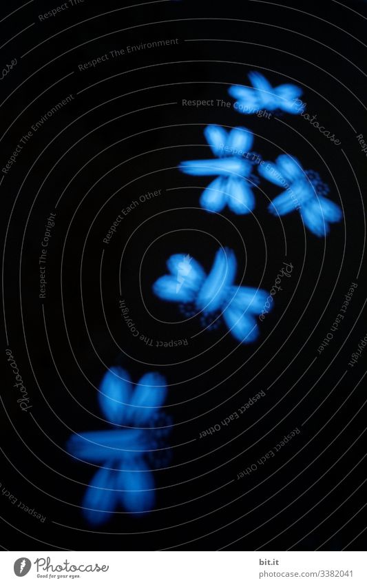 Libellenschwarm aus blauem Licht, schwebt als Gruppe vor schwarzem Hintergrund aus Tonpapier Illusion Libellenflügel fliegen gebastelt Bastelspaß Basteln
