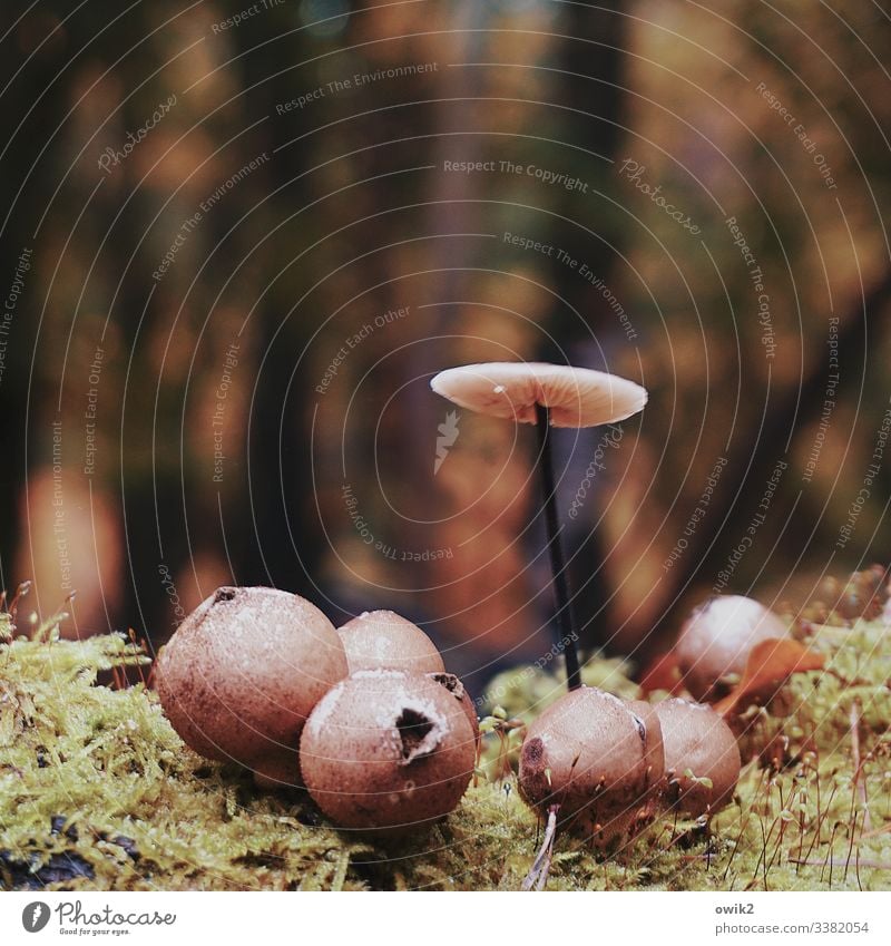 Fußpilze Wald Pilze klein nah wild wachsen stehen dünn Sonnenschirm Farbfoto Natur Außenaufnahme Tag Umwelt Pflanze Nahaufnahme natürlich Schwache Tiefenschärfe