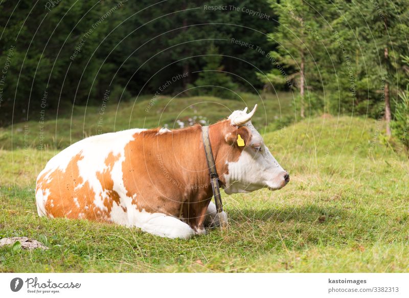 Kuh, die auf einer Alpweide weidet, Slowenien. Rind Viehbestand Gras Bauernhof Alpen Natur Wiese Berge u. Gebirge im Freien Himmel Sommer Weide Molkerei grün