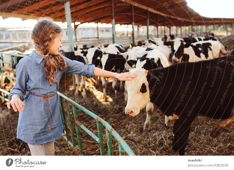 Mädchen, das auf einer Kuhfarm Kälber füttert. Land, ländliches Leben, Landwirtschaftskonzept Kind Bauernhof Natur Rind Ackerbau im Freien Landschaft Wade