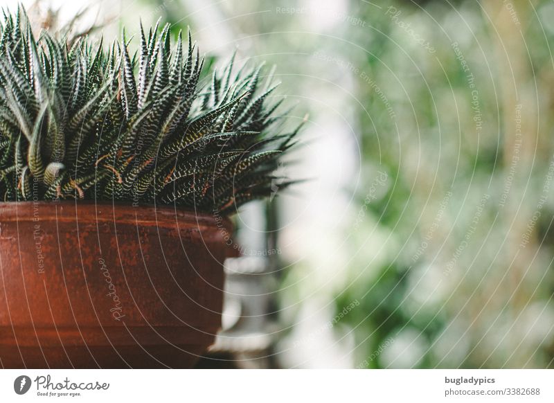 Haworthia in Tontopf auf Fensterbank Aloe Zimmerpflanze Topfpflanze begrünung Bokeh Grünpflanze Innenaufnahme Dekoration & Verzierung Tag Wohnung Pflanze