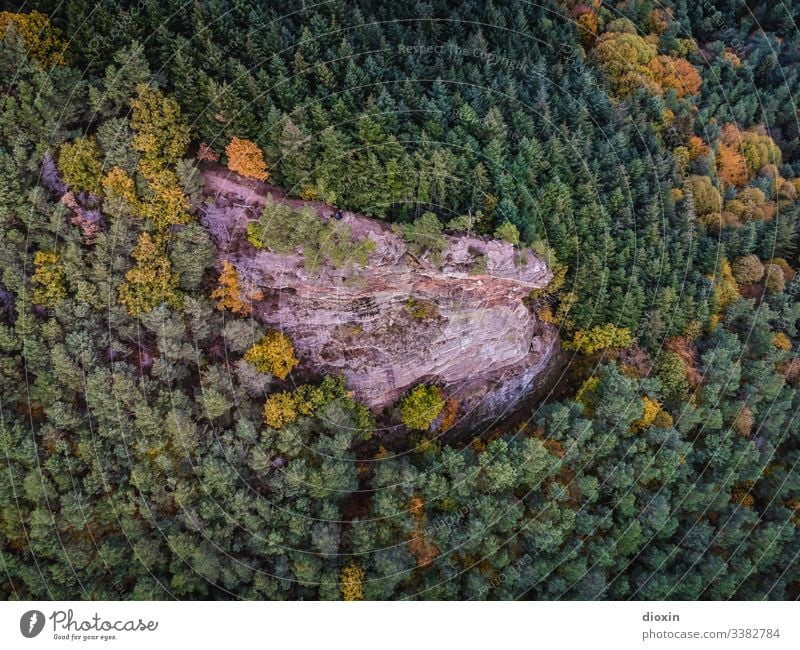Gigantische Felsformation umgeben von mitteleuropäischem Mischwald Wald Bäume Felsen Sandstein Natur Landschaft Außenaufnahme Berge & Gebirge Mittelgebirge