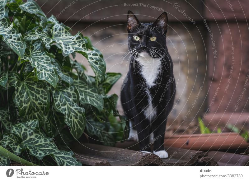 Schönste Tuxedo-Katze der Welt, im Garten auf alten Dachziegeln stehend Fell Pflanze Natur Außenaufnahme außergewöhnlich schön Katzengesicht Tierporträt