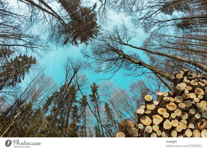 Holzwirtschaft: Bäume wachsen in den Himmel Energiekrise Umwelt Natur Baum Wald sparen mehrfarbig grün Vergänglichkeit Wachstum Wandel & Veränderung Zukunft