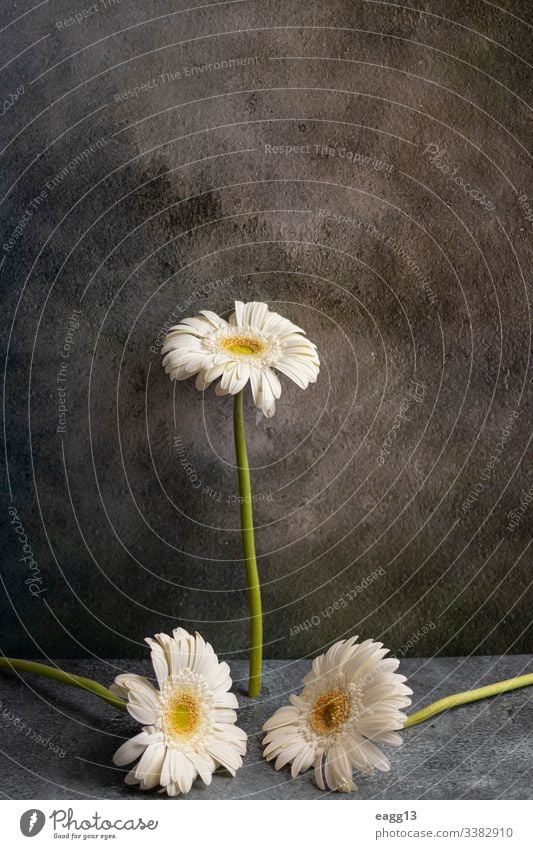 Weiße Gerbera-Blume auf dunkelgrau marmoriertem Hintergrund Angebot abstrakt Borte einfangen Ausschnitt Farben Margeriten deco Dekor dekorieren dekorativ