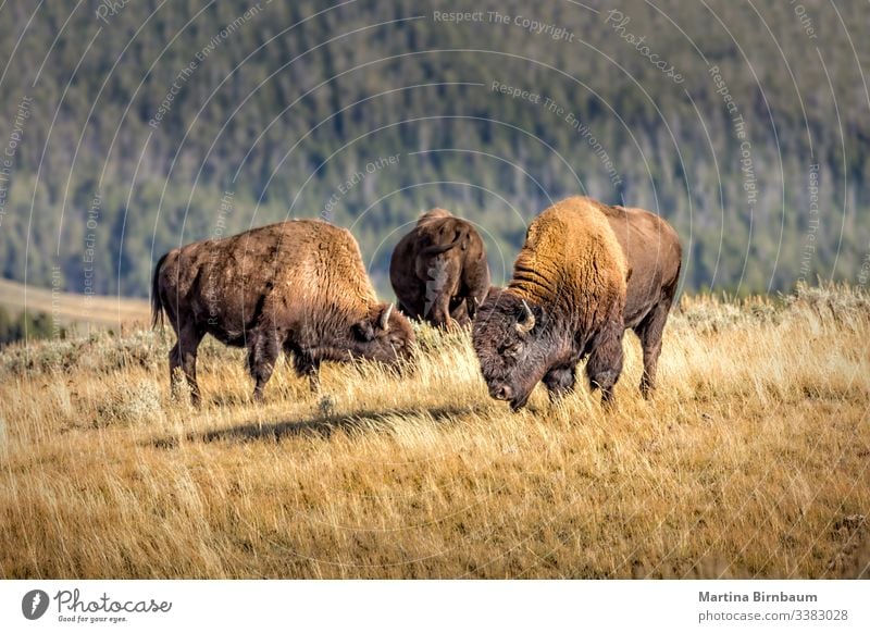 Herde wilder Bisons, Yellowstone-Nationalpark Tier yellowstone Wyoming Büffel Natur Tierwelt Park national Säugetier USA männlich Bulle Prärie braun Westen