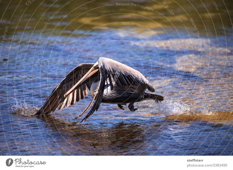 Brauner Pelikan Pelecanus occidentalis Wasservögel Vogel Tier Tierwelt schwimmen Meer MEER Sanibel Island Leuchtturm Strandpark Sanibel Strand Landschaft Natur