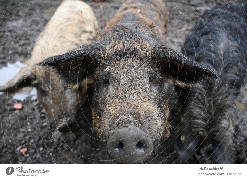 Öko Wollschwein ökologisch Bio Bauernhof Landwirtschaft biologisch Tier Bioprodukt Außenaufnahme natürlich menschenleer Natur dreckig Blick in Kamera