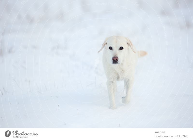 Weiße Labradorhündin im Schnee Hund Haustier Außenaufnahme Tierporträt Tierliebe Blick Winter kalt Senior Winterfell frieren Blick in die Kamera Betagtheit