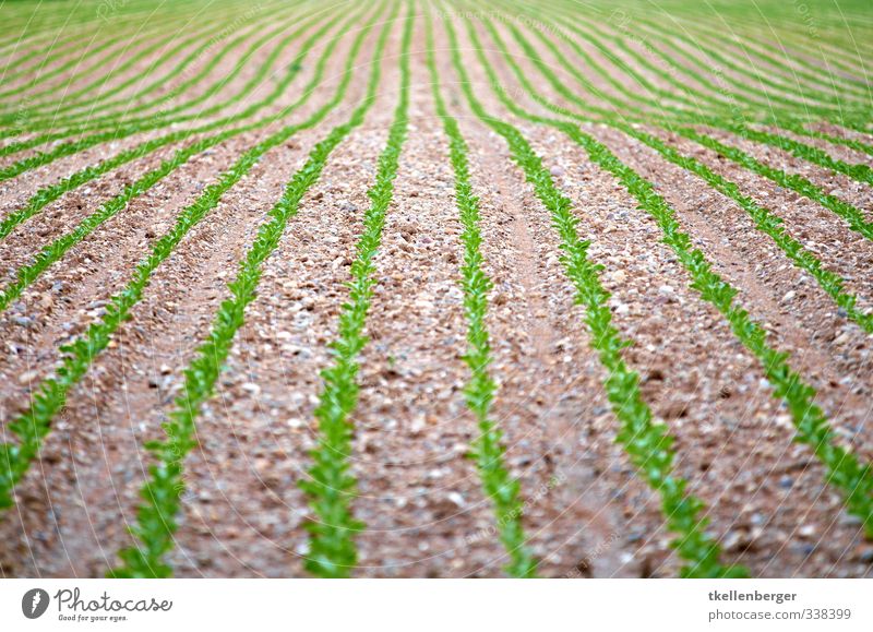 Es wächst Wirtschaft Landwirtschaft Forstwirtschaft Natur Pflanze Erde Feld braun grün Setzling Gemüse Ernährung Farbfoto Außenaufnahme Detailaufnahme abstrakt