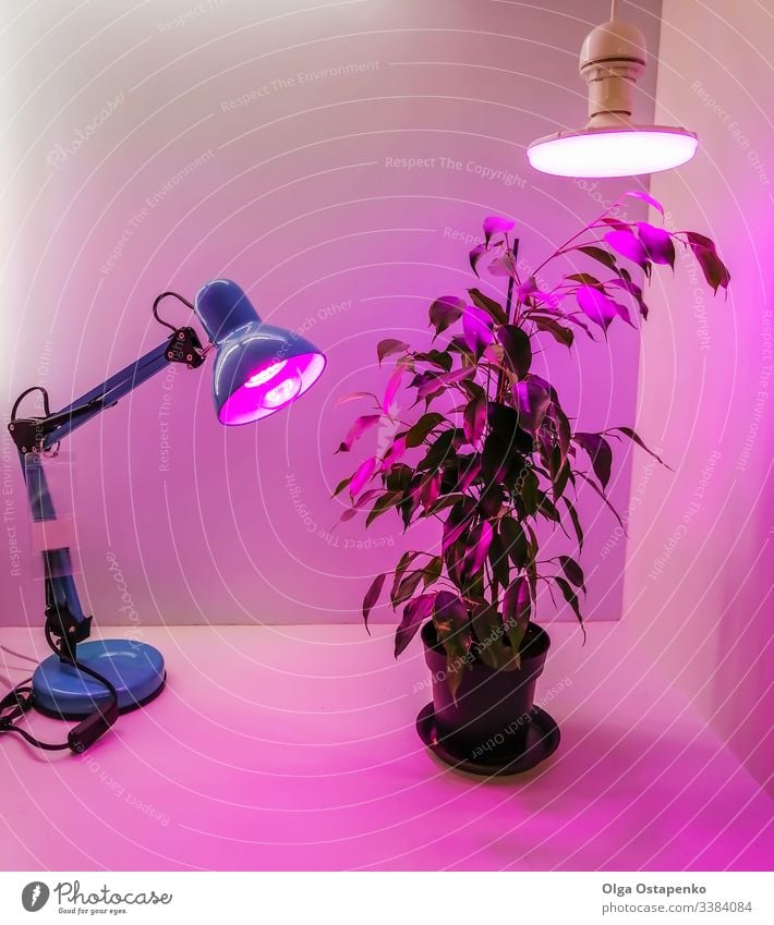 Die Anzucht von Setzlingen zu Hause und rosa LED-Phyto-Leuchtlampen für Pflanzen. Ackerbau Technik & Technologie Spektrum rot violett phyto Licht Öko Garten