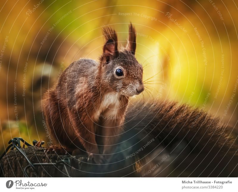 Eichhörnchen im Abendlicht Blick in die Kamera Vorderansicht Tierporträt Porträt Sonnenstrahlen Kontrast Schatten Licht Tag Textfreiraum unten Textfreiraum oben