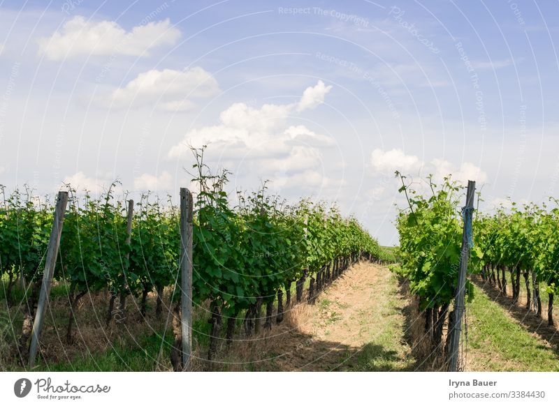Weinbäume mit Sonnenlandschaft. Weinberg Landschaft Ackerbau Sonnenaufgang reisen Tal malerisch Wolken Himmel Bauernhof Feld Traube Hügel Trauben Napa Weingut