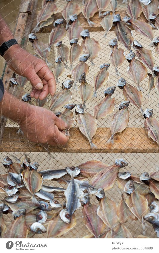 Fischer legt Sardinen auf einem Trockengestell zum Trocknen aus, für weitere Verwendung als Trockenfisch für Fonds, Soßen etc. trocknen Fischereiwirtschaft
