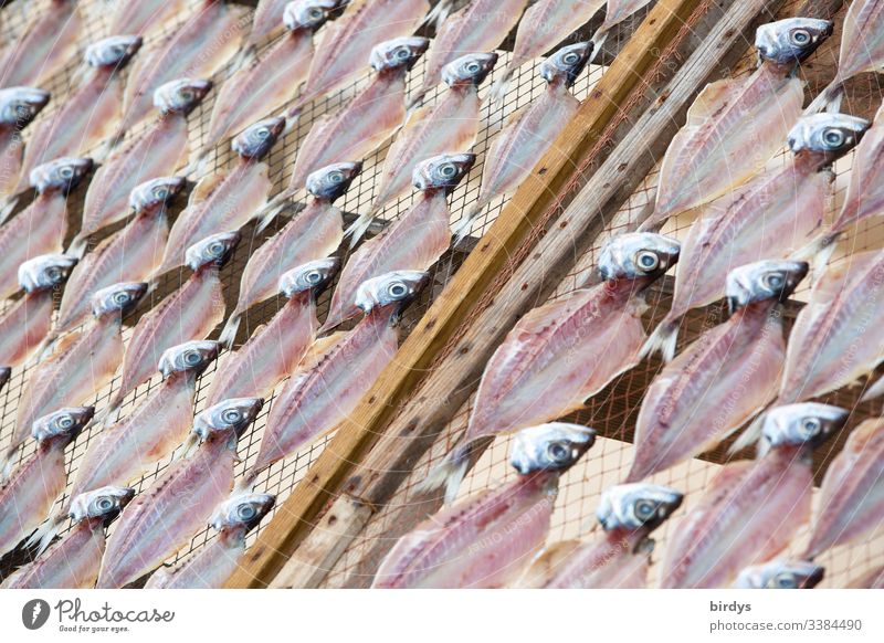 Fische (Sardinen) liegen auf einem Trockengestell zum Trocknen, für weitere Verwendung als Trockenfisch für Fonds, Soßen etc. trocknen Fischereiwirtschaft