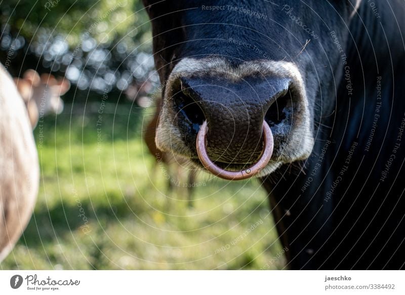 Kuh mit Ring in der Nase Bulle Nutztier Vieh Viehzucht Weide Tierhaltung Schnauze gepierct Piercing Schmuck Nasenpiercing feucht Rind Rinderhaltung Herde