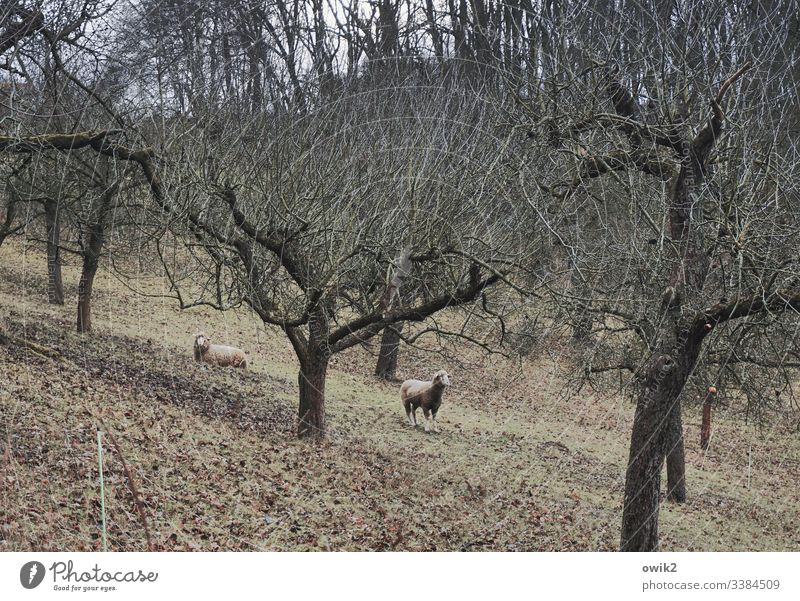 Schafes Bruder draußen Natur Bäume Wiese Koppel Ruhe sitzend stehend Verantwortung Landschaft Menschenleer Erholung Gras Tier Nutztier natürlich Pflanze