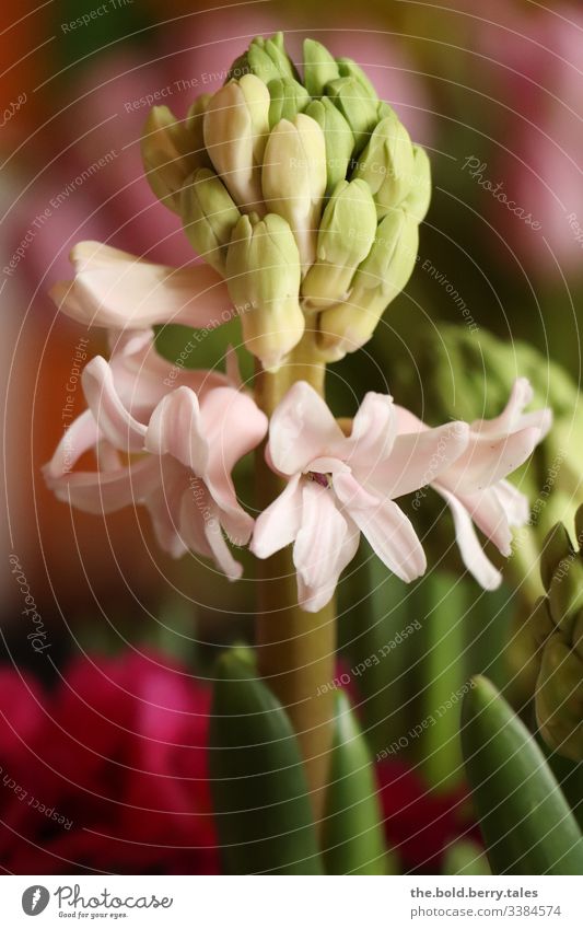 Hyazinthe rosa Makroaufnahme Sonnenlicht Zentralperspektive Licht Schwache Tiefenschärfe Detailaufnahme Tag Leben Optimismus Pflanze frisch Blühend natürlich