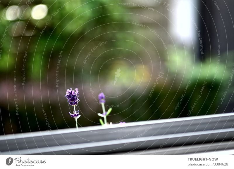 Zwei vorwitzige Lavendelblüten beobachten, wie der Fotografierer sie durch die Fensterscheibe fotografiert Lavendel-Blüten einzeln Garten-Hintergrund weiß lila