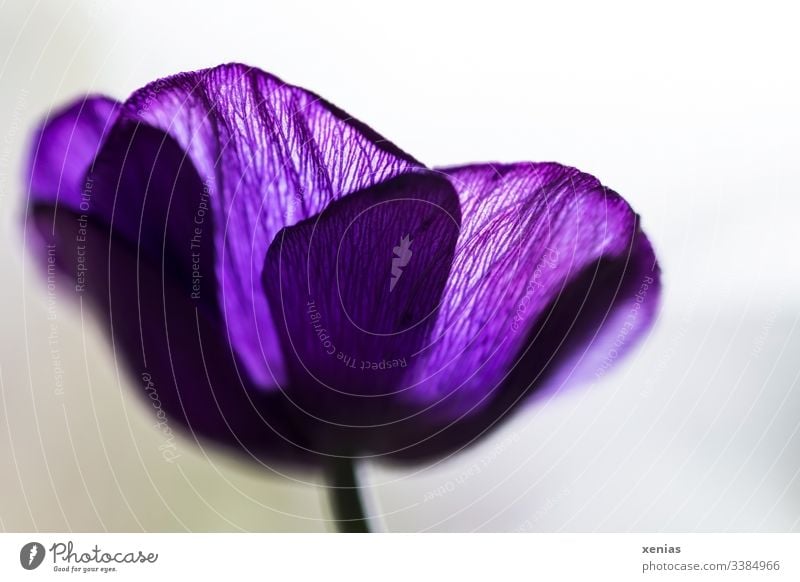 violette Anemone aus der Froschperspektive Anemonen Blüte Blumen lila Schwache Tiefenschärfe Detailaufnahme Frühling Natur Romantik Blühend