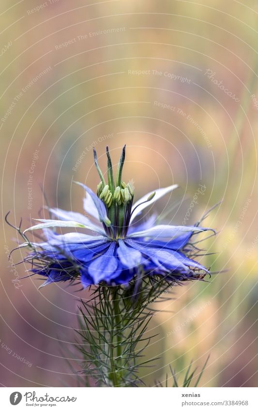 Eine Blüte Jungfer im Grünen vor unscharfem Hintergrund Nigella Blume Wiese Sommer blau Natur Blühend Detailaufnahme