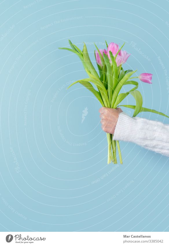 Frauenhand hält Tulpenstrauß auf blauem Hintergrund. Frühjahrskonzept. Raum kopieren. rosa Blauer Hintergrund Hand Arme Kopie Frühling Blumenstrauß Konzept