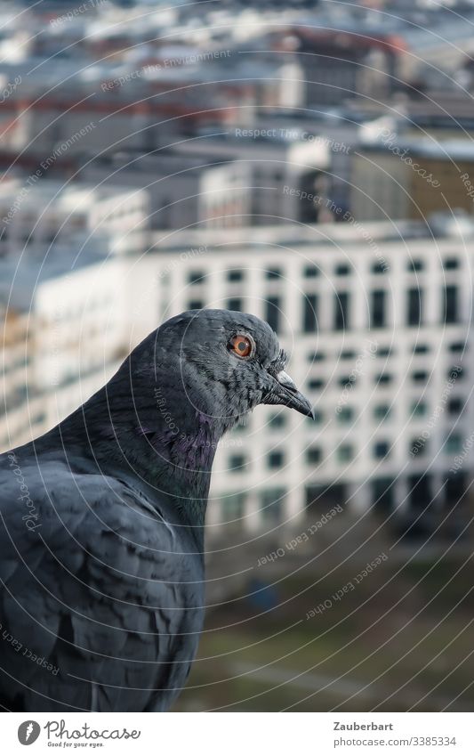 Taube sitzt am Fenster vor Hochhäusern in Berlin Profil Federn Hochhaus Schnabel Leipziger Platz fliegen Höhe Stadtmitte Freiheit Vogel Farbfoto Tag Tier grau