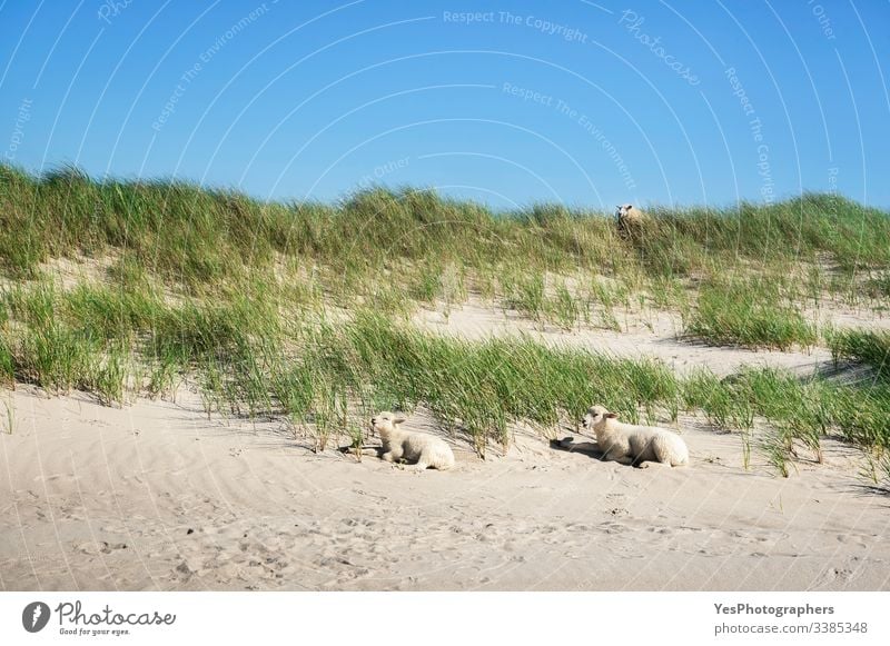 Grasige Dünenlandschaft mit Schafen und Lämmern auf Sylt Friesisches Tier Deutscher Strand Deutschland Schleswig-Holstein Babyschafe Strandlandschaft