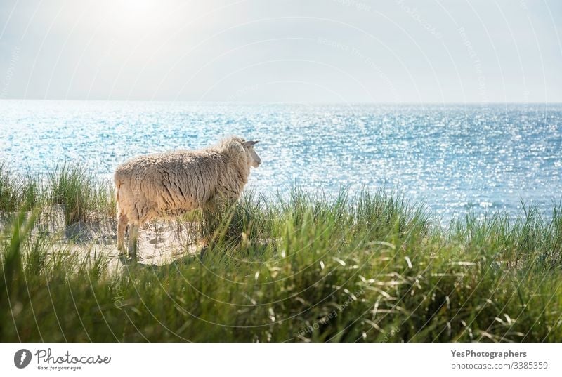 Weißes Schaf schaut auf das Nordseewasser auf Sylt Friesisches Tier Deutscher Strand Deutschland Schleswig-Holstein Strandlandschaft Blauwasser Klarer Himmel