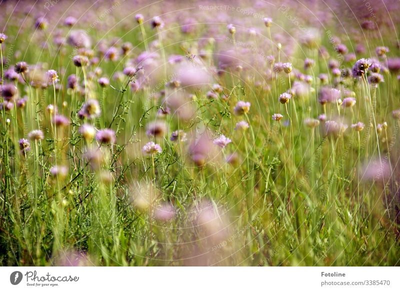 Eine wunderschöne Sommerwiese voller blühender Acker-Witwenblumen Feld Außenaufnahme Natur Farbfoto Pflanze Tag Menschenleer Umwelt Landschaft natürlich grün