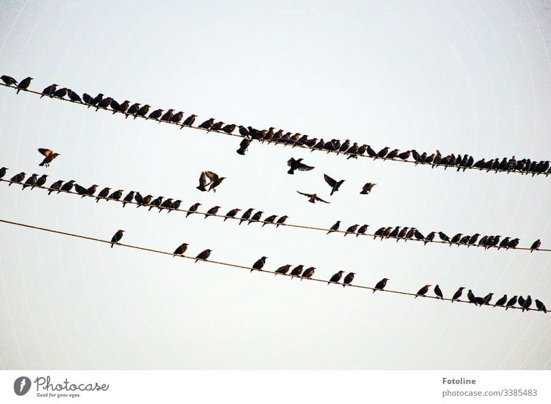 Vogelschwarm auf Hochspannungsleitungen Vögel Tier Natur Außenaufnahme Tag Wildtier Umwelt Menschenleer natürlich fliegen Himmel frei Freiheit Luft