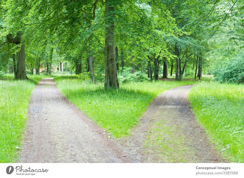 Gabelung auf dem Weg durch den Wald Wahl Anschluss Land Entscheidungen Regie Fußweg Weggabelung grün Ideen Mysterium Natur Park szenische Darstellungen Sommer