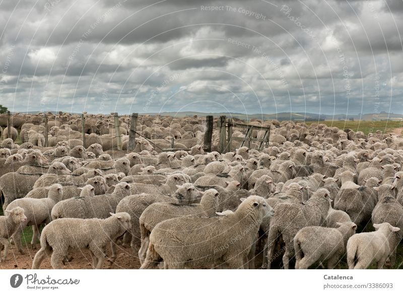 Eng zusammengepfercht  passieren die Schafe einer Herde das  Tor zur Weide Himmel Sommer Wolken Tier Natur Schafherde Landschaft Tag Tageslicht Nutztier Umwelt