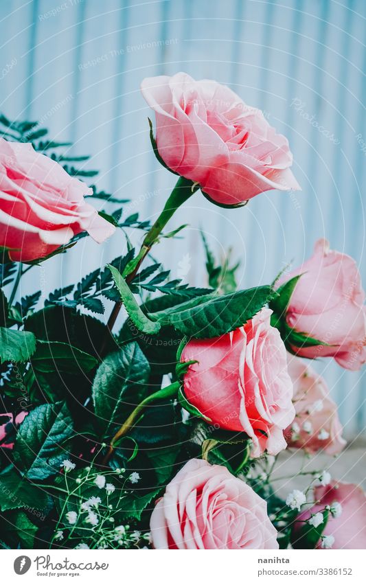 Wunderschöner Strauß rosa Rosen an blauer Wand Frühling Hintergrund Blumenstrauß Hochzeit Dekoration & Verzierung frisch Frische Korallen Geschenk Valentinsgruß