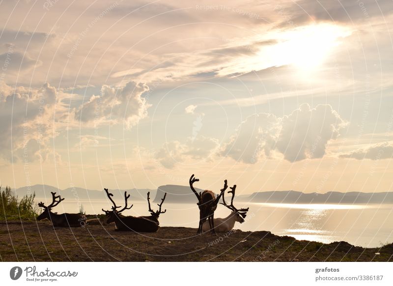 Reindeer Victory - Entspannte Gruppe von Rentieren über dem Fjord in Skandinavien Ferien & Urlaub & Reisen Tier Außenaufnahme Menschenleer Tag Tierporträt