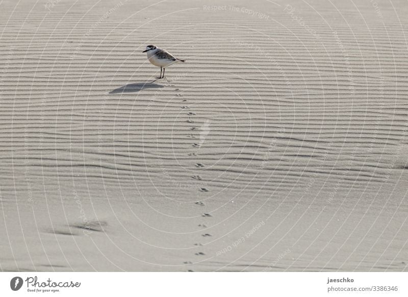 Vogel hinterlässt Laufspuren im Sand Laufvogel Fußspuren Spuren Tier Strand nachverfolgen Verdächtiger Fußspuren im Sand Spurensuche finden zu fuß kommen warten