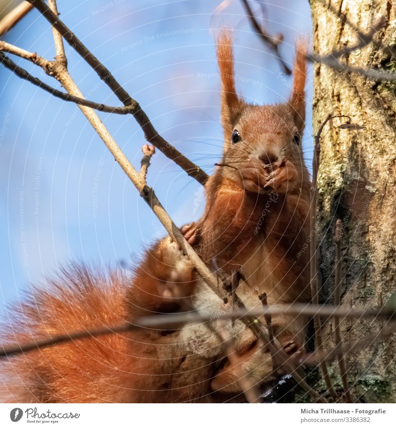 Fressendes Eichhörnchen im Baum Blick nach vorn Blick in die Kamera Vorderansicht Tierporträt Porträt Sonnenstrahlen Kontrast Schatten Licht Tag
