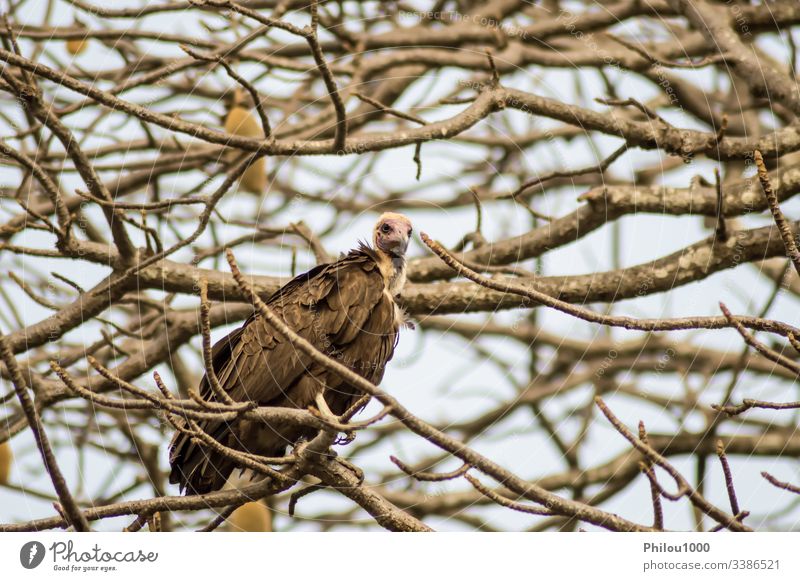 Ein Geier, der sich auf dem Ast mit einem Hintergrund ausruht Afrika Gambia Afrikanisch Tier Rücken Schnabel Vogel Fleischfresser Krallen Erhaltung Ökologie