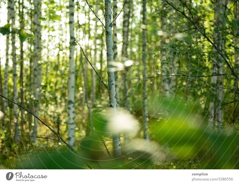 Birkenwald in Finland baum natur green holz landschaft wasser sonne birches herbst sommer frühling föhre blatt sonnenlicht park umwelt sumpf nebel fluss