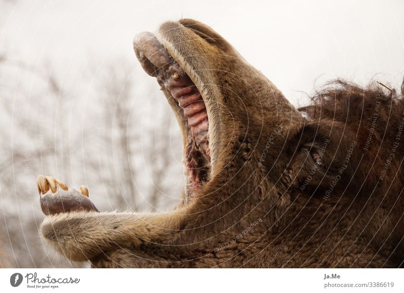 Braunes Kamel Trampeltier gähnend mit offenem Maul im Tierpark, Außenaufnahme, Detailaufnahme tierwelt fauna Säugetier Natur Wildnis Naturliebe Tierwelt Fauna