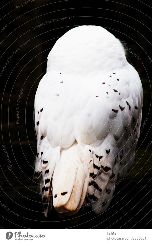 Weiße Schneeeule vor schwarzem Hintergrund, Rückansicht, Federkleid in Detailaufnahme Natur fauna tierwelt Tier Vogel Zoo 1 raubvogel Greifvogel Eulenvögel