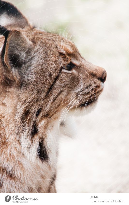 Porträit von einem braunen Luchs, Seitenansicht, Blick von Kamera abgewandt, Detailaufnahme Tier Tierporträt Tiergesicht Säugetier Katze tierpark Wildtier