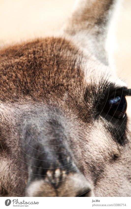 Nahaufnahme ein braunes Alpaka schaut in die Kamera mit weichem Fell und großen Augen Wildtier Tier Zoo Säugetier Reh Lama Känguruh Tiergesicht portrait