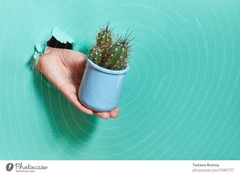 Eine weibliche Hand aus einem Loch in einem Papier hält einen blauen Kaktustopf. Golfloch Konzept Stacheln Nadeln Frau gerissen Töpferwaren Geschenk Blumenerde