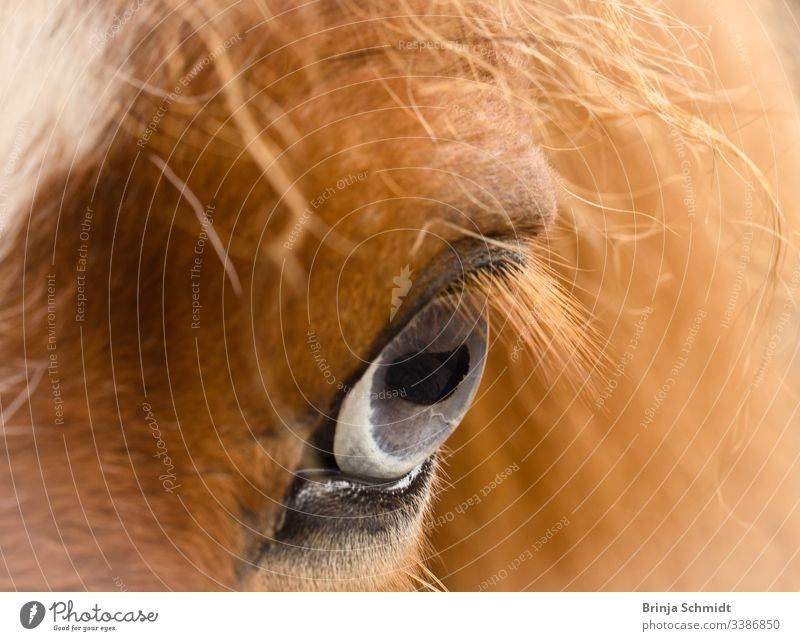Nahaufnahme eines blaugrauen Auges eines fuchsfarbenen Pferdes Makrofotografie Detail sehen Blick Fuchs Fell Mähne Intensität Pupille Haare Tier Gesicht Kopf