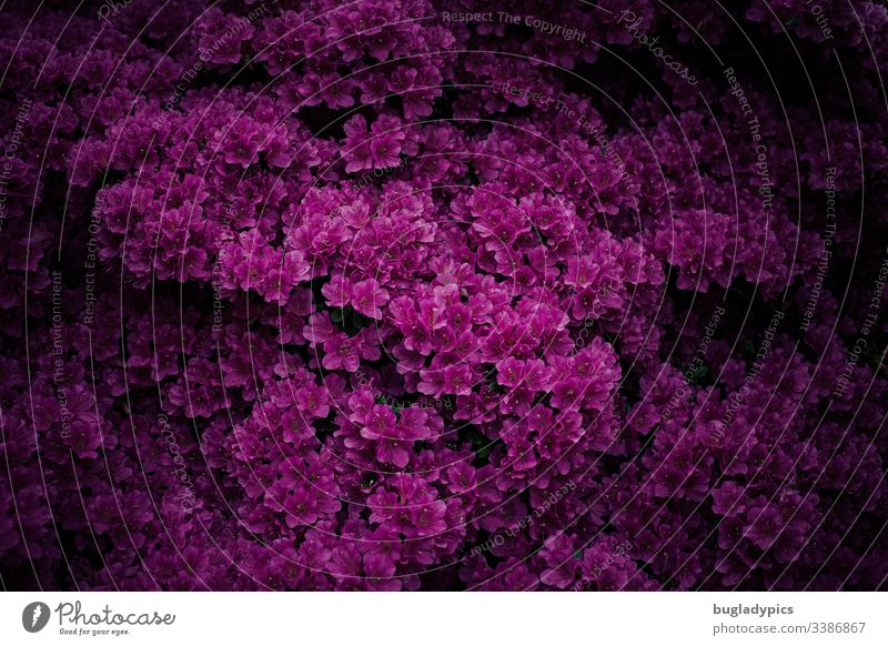 Lila Azaleenbusch mit dunklem Hintergrund (lowkey) Pflanze Natur Blüte Garten Gartenpflanzen Schattenpflanze pink magenta Blütenmeer lila Nature Rhododendron