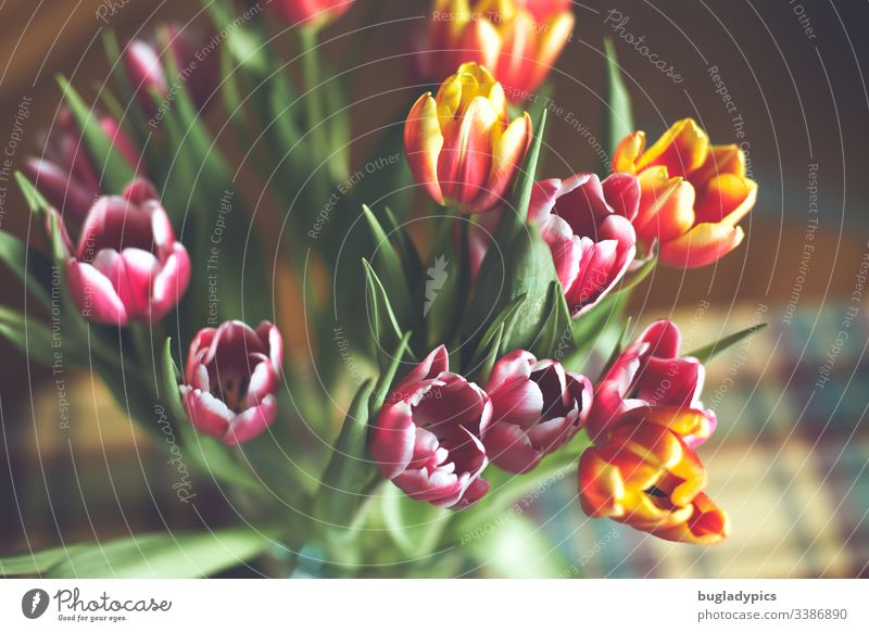Bunter Tulpenstrauß in Vase von oben tulpenstrauß Tulpenblüte Blüte Frühling Pflanze Innenaufnahme Tag Blühend Farbfoto leuchtende Farben frische Farben