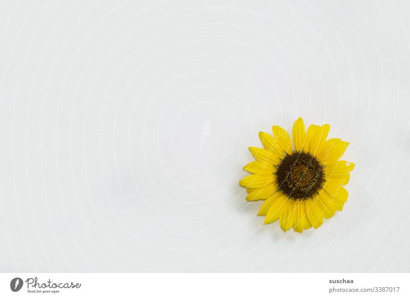 blüte einer sonnenblume auf weissem hintergrund Blüte Blume Sonnenblume Blütenblätter gelb Textfreiraum weiß weißer Hintergrund Natur Nahaufnahme Menschenleer