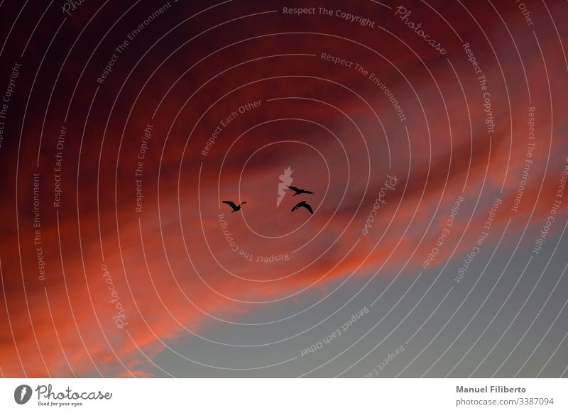 Die Silhouette von drei Vögeln, die mit dem Sonnenuntergang hinter sich mit roten Wolken fliegen Freiheit Ruhe Vordergrund prunkvoll Himmel (Jenseits) Team