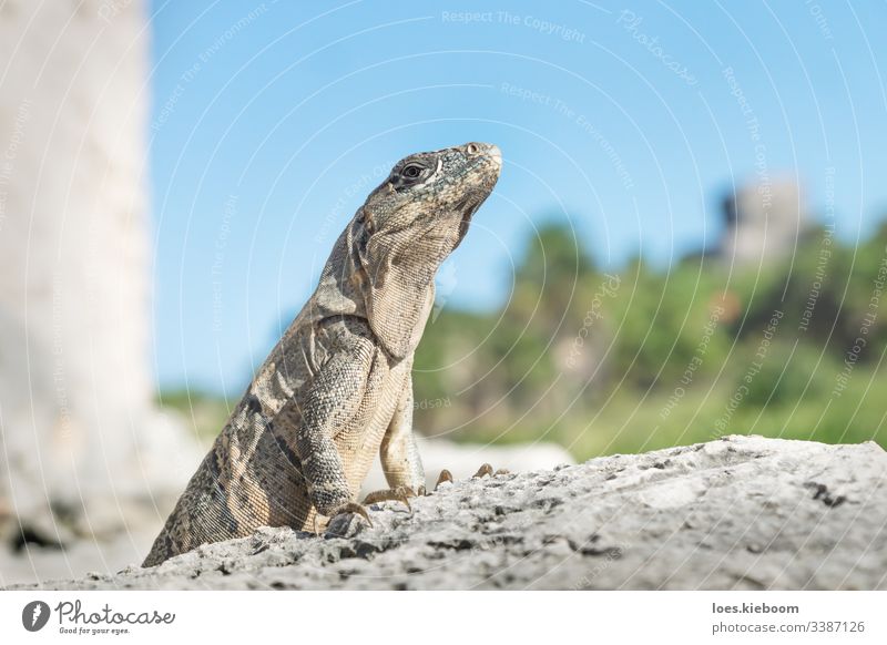Stolz posiert der Leguan in den Ruinen von Tulum, Mexiko Leguane Reptil stolz Pose posierend tropisch Tierwelt Einstellung wild Karibik mexikanisch reisen